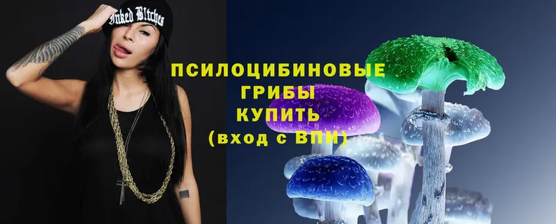 Псилоцибиновые грибы Psilocybe  где найти наркотики  Алатырь 